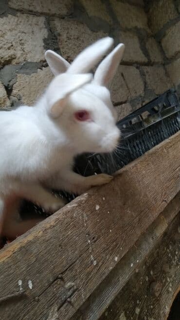 Daraq panellər: Ağ rəngli ev dovşanları – bir neçə fərqli fərd - Rəng: tam ağ — 10