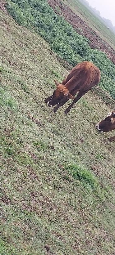 Dana satıram qiymeti 900 lalafo.az -da Dana satıram qiymeti 900