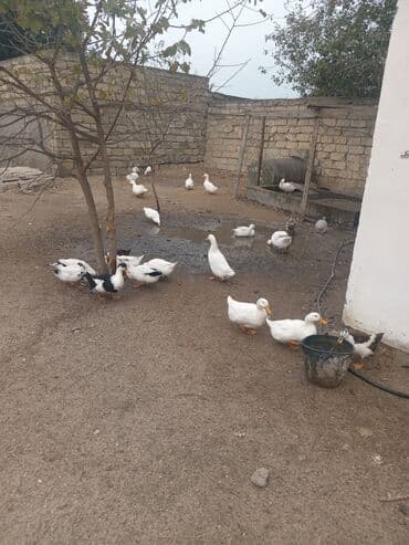 Gəmiricilər: Ördəylər satilir — 1