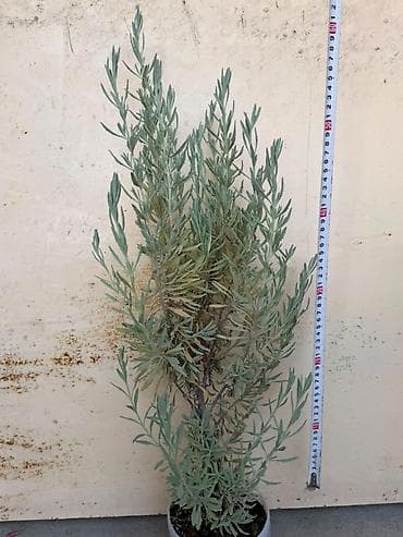 цветы апа: Lavanda — 1