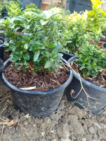 helba bitkisi faydaları: Həmişə yaşıl — 6