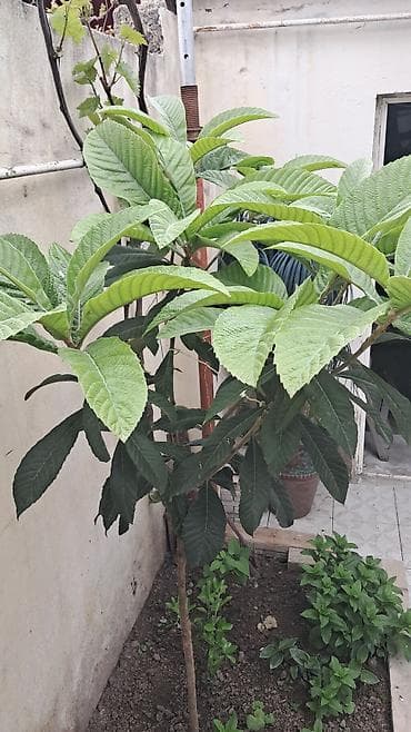 üzüm ağacı: Məhsul: Nespera (yeni dünya) ağacı – həyət/baxça üçün meyvə ağacı — 1