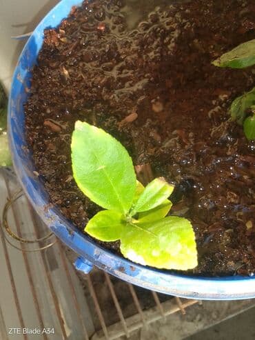 çiyələk ağacı: Məhsul: Mini alma ağacı fidanı (crabapple – xırda meyvəli) Təsvir: - — 2