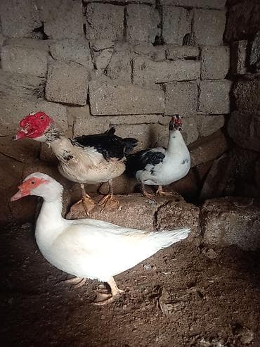 Salam. bir Erkey iki dişi lal induk satılır üçü ededi 80 m lalafo.az -da Salam. bir Erkey iki dişi lal induk satılır üçü ededi 80 m