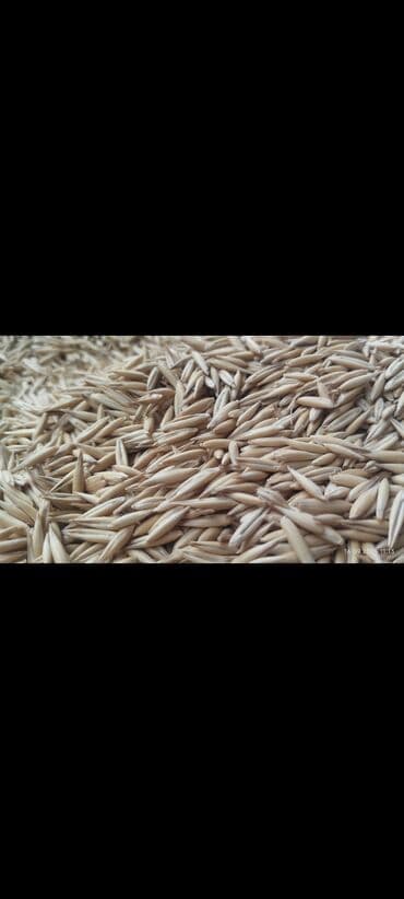 Məhsul: Təmizlənmiş yulaf toxumu Təsvir: - Yüksək keyfiyyətli