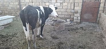 cins piwikler: Holşteyn Cinsidi 2 aylıq boğazdı simental maya vurulub ikinci qarına — 2