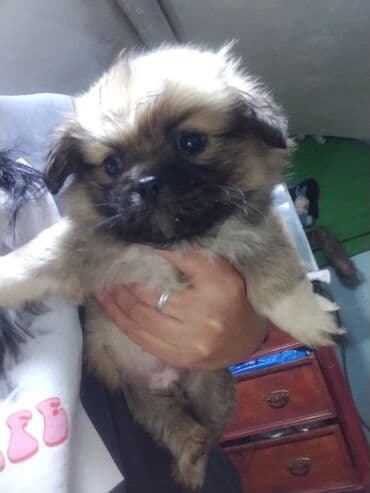 liqorin toyuğu: Balaca, oyuncaq ölçülü balalar – qısa burunlu, iri, parlaq gözlü və — 2