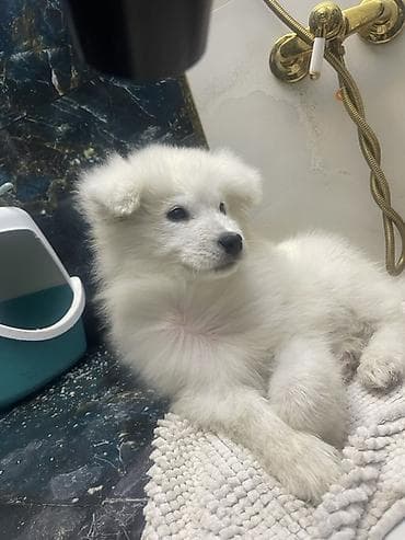 pulsuz heyvanlar: Samoyed — 2