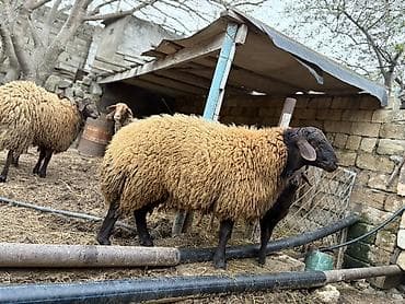 cins qazlar: Erkək, il: 1, Ətlik, Ünvandan götürmə — 2