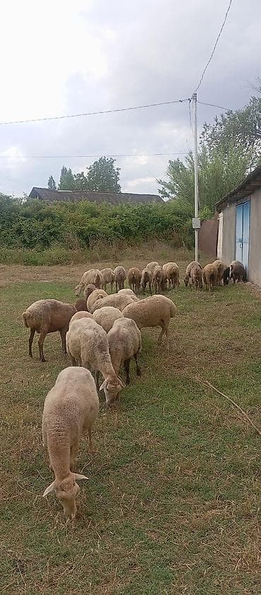 xudat heyvan satışı: Qoyun sürüsü satılır - Növ: yerli qarışıq ətlik-südlük qoyunlar - — 3