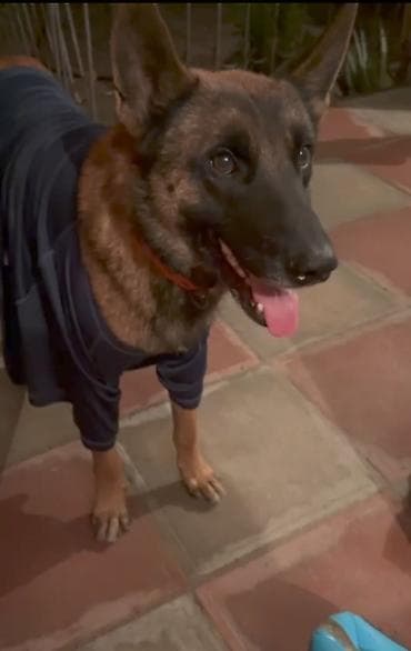 Heyvanlar üçün mallar: Belçika çoban iti, 2 il, Erkek, Peyvəndli — 3