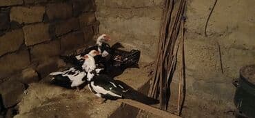 cins ineklerin qiymeti: 3 dene disdi 1 dene erkek disler 25 Manat erkek 35 Manat - Növ: musk — 2