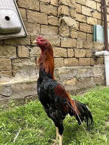 profil ucun pisik sekilleri: Xoruz, il: 2, Ödənişli çatdırılma — 2