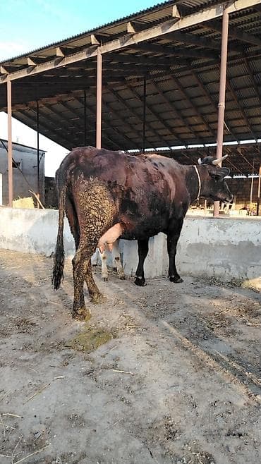 4cu balasidi 25 gundu dogub erkey balasi var 10litir sud verir