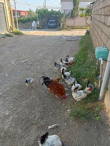 tap az qusar heyvanlar: 15 fere 1 xoruz satılır Xoruz 25 AZN Fere umumi goturende 10 Azn — 4