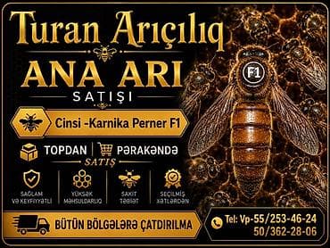 cucə şəkili: Turan Arıçılıq – Ana arı satışı • Cins: Karnika Perner F1 • Satış — 3