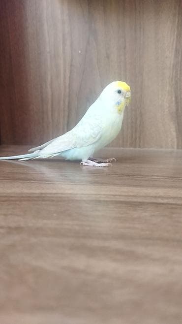 tutuquşu danışan: Məhsul: Dalmatian rəngli dalğalı papuqay (bajırıq) Təsvir: - Növ — 9