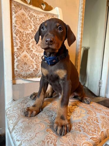 itlər alabay: Doberman, 2 ay, Rayonlara çatdırılma — 10