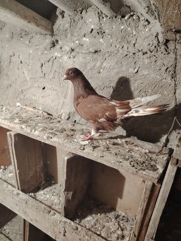 значок хары бюльбюль купить: Salam quşdar 5m dan riyalı alcı narhat etsin — 4