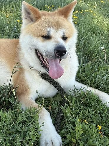 Akita-inu, 3 il, Erkek, Cütləşmə üçün