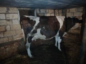 inekler ucar: ⭐ Smental melezi ⭐ 2 aylıq süni mayalanmadan boğaz ⭐ Günlük 12 litr — 1