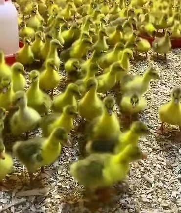 kənd colpası: Dişi, Damazlıq, Pulsuz çatdırılma — 1