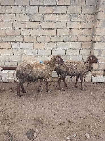 Qoyun sürüsü – yerli damazlıq - Şəkillərdə görünən qarabaş və ağbaş lalafo.az -da Qoyun sürüsü – yerli damazlıq - Şəkillərdə görünən qarabaş və ağbaş