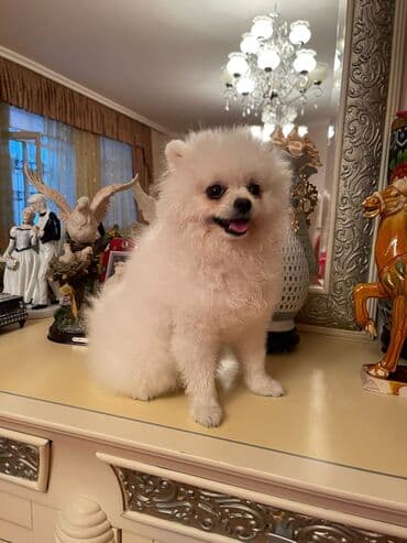 отдам в добрые руки шпица: Təmiz cins Pomeranian Spitz balası. Doğum tarixi: 12.11.2024. Çipli — 10