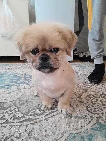 pitbull it: Pekines, Erkek — 2