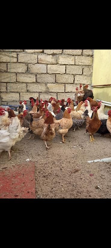 hind quşu baximi: Toyuq, Damazlıq, Ödənişli çatdırılma — 8