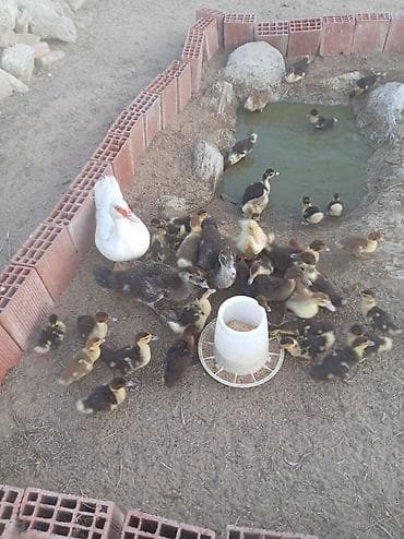 hind qusu: Muscovy ördəkləri – bala ördəklər - Cins: Muscovy (Hind ördəyi) - — 5