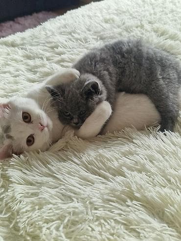 Akvariumlar: Yaxşı əllərə — 4