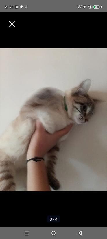 pişik haqqında məlumat: Yaxşı əllərə — 4