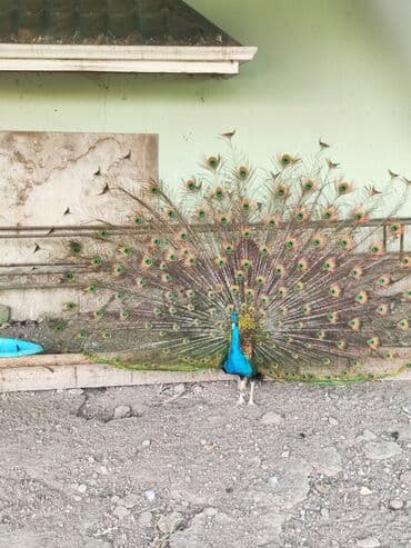 ineklerin satisi: Tovuq quşu satılır 1erlək 1fərə 4illikdilər.tam sağlam.cütü 600m — 3