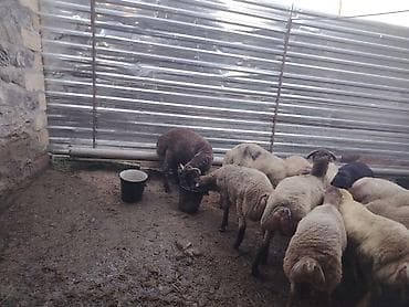 yem satisi: Salam təmiz Qurbanlıq 8 - 9 - aylıq ərkək quzulardır diri çəki satılır — 10