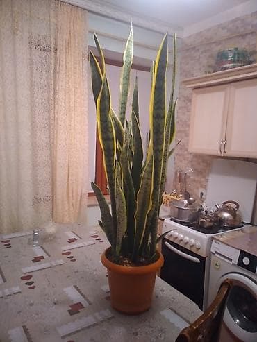 otaq gulləri: Sansevieria (Qayın dili) – iri ölçülü, dekorativ yarpaqlı otaq — 1