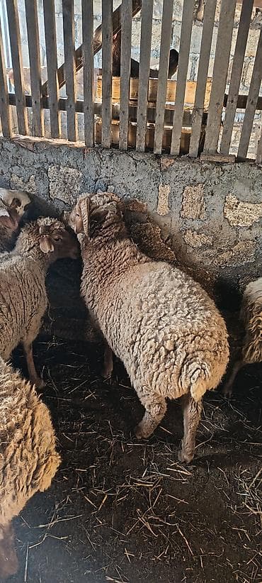 Птицы: Qoç – ətlik və damazlıq üçün - Cins: yerli ətlik tip - Cinsiyyət — 1