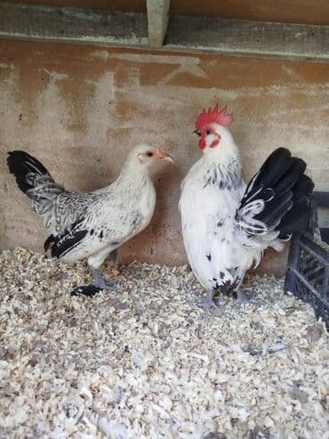 Bir cüt Serbirst Yaponka satılır sağlam heyvanıardı cütü 30 manat lalafo.az -da Bir cüt Serbirst Yaponka satılır sağlam heyvanıardı cütü 30 manat