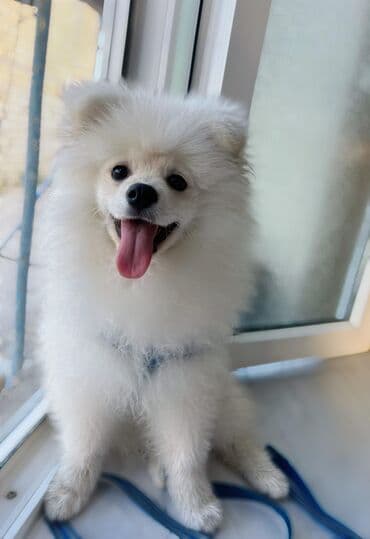 azerbaycan it adlari erkek: Şpitz, 9 ay, Erkek, Peyvəndli, Ünvandan götürmə — 5