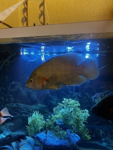 попугай ара: Астронотус — 5