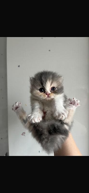 sfinks pişik: Şirin tüklü pişik balaları – uzun tüklü, boz-ağ rəngli - Cins: uzun — 4