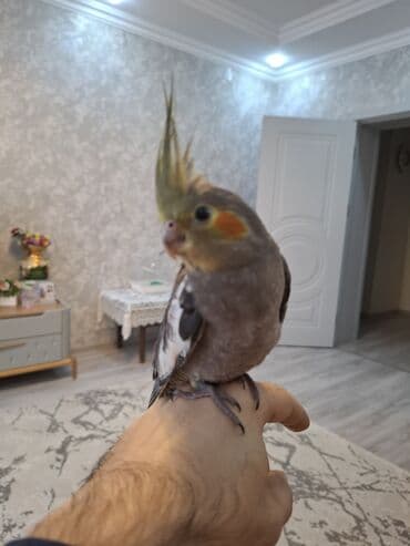 Pişiklər: Salam oz qusumun balasidi 1 ay yarimliqdi. ev seraitinde saxlamisam — 4