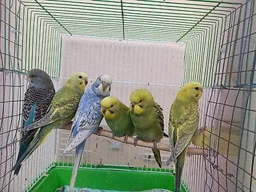 Axşamınız xeyir. 6 ədəd Valnisti satılır. 3erkek 3 dişi. Hamısı bir