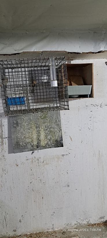 qara it sekilleri: Quş qəfəsləri və volyerlər dəsti - Böyük metal volyer: möhkəm məftil — 7