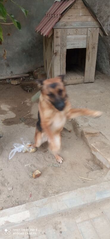 Alman çoban iti lalafo.az -da Alman çoban iti