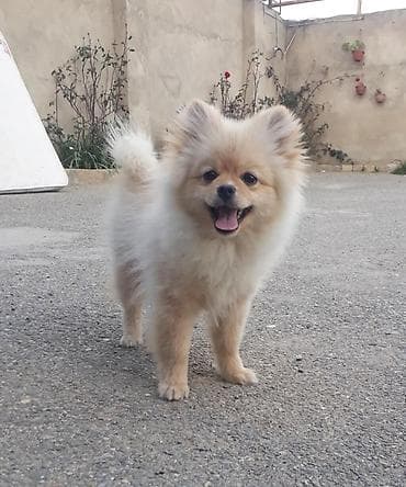 Şpitz, 6 ay, Erkek, Peyvəndli — 2