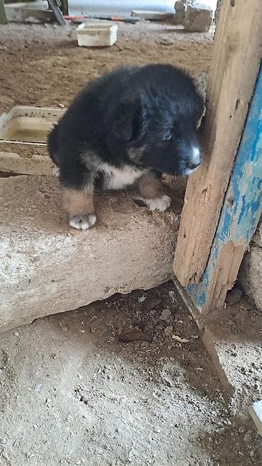 pomeran itleri: Cinsini bilmirem balaca toppuw itdi — 2