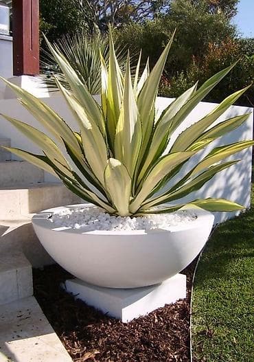 dibçek gulleri: Məhsul: Ağ dekorativ bağ vazaları (yüksək həcmli, müasir dizayn) - — 2