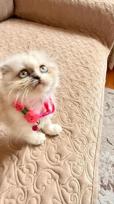 bengal pişiyi: Fars — 10