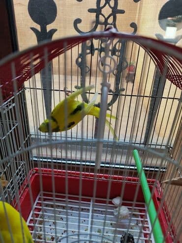 sumqayit qəfəs: Sarı-yaşıl rəngli iki tutuquşu ərkey mayadılar qəfəssiz satılır — 4